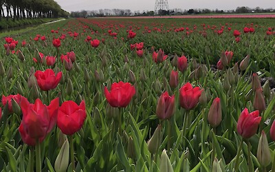 (submitted by Marie Jane Goudie)