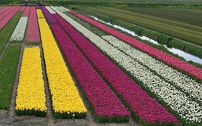 Tulips in the fields (submitted by Jfletc3233)