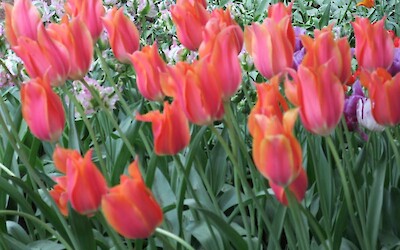 Beautiful tulips st Keukenhof (submitted by Jfletc3233)
