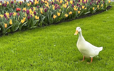 (submitted by John McNeiece)