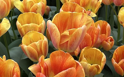 (submitted by John McNeiece)