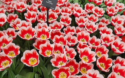 (submitted by Ashley Harvey)