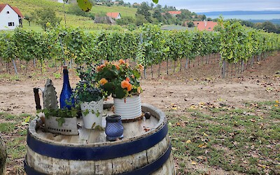 Gergely Winery (submitted by Gudrun Agisdottir)