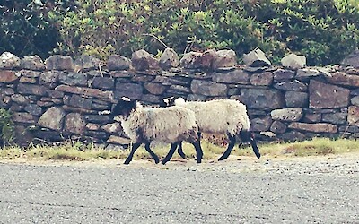 Photo 1 (submitted by katrien)