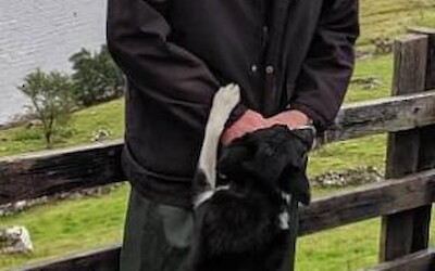 The Killary Sheep farm demo included watching Jess run the sheep from paddock to pen, a shearing demo, bottle feeding the lambs and our group enjoying our snack in the shearer's shed. (submitted by MarcieB)