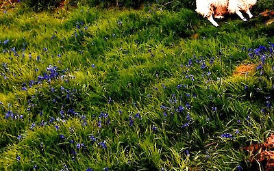 so many happy sheep (submitted by PennyDreadful)