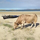 Very content coastal cows roam the beaches. (photo by JimJ)