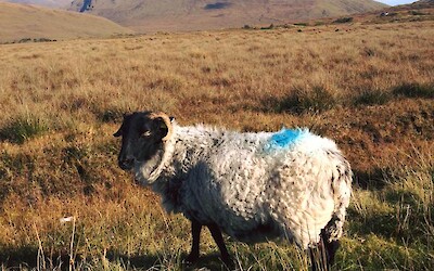 Sheep! (submitted by Brittany at BikeTours)