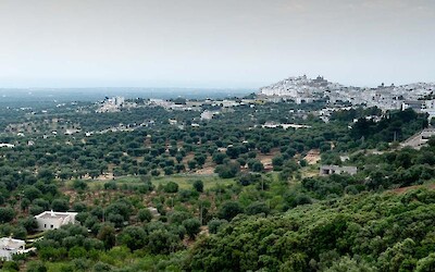 Approaching Ostuni, which looks over ancient olive orchards toward the sea beyond. (submitted by Kris)