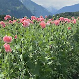 A poppy field riding back from Brunico (photo by Katie Walker)
