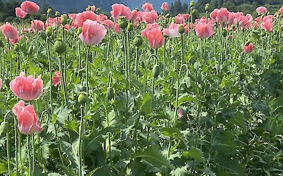 A poppy field riding back from Brunico (submitted by Katie Walker)