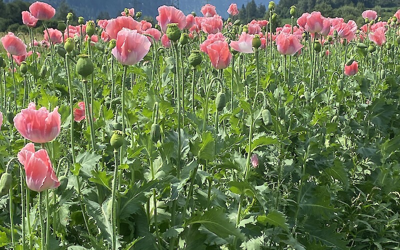 A poppy field riding back from Brunico (submitted by Katie Walker)
