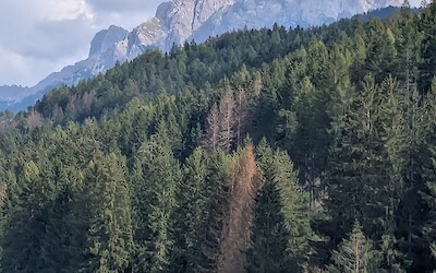 (submitted by Anne-Marie S)