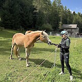 Beautiful Haflinger horses out of Sesto/Sexten. (photo by Marcie B)