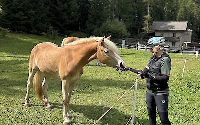 Beautiful Haflinger horses out of Sesto/Sexten. (submitted by Marcie B)