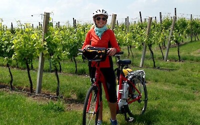 Vineyard on the way to Auer from Bolzano (submitted by Lizk)