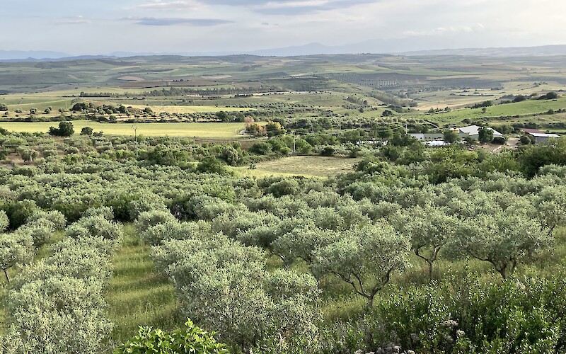 View from Olianas Winery (submitted by STH)