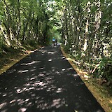 One of the many tree lined bike paths (photo by Sandy89)