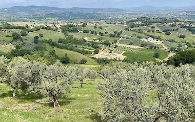 (submitted by Ildiko Mikos)