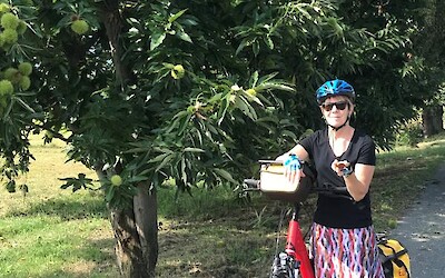 Examining the curious fruit casing of a horse chestnut tree on the route to Saluzzo, IT (submitted by Collette)