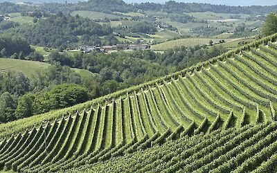 Barolo (submitted by Rita S)