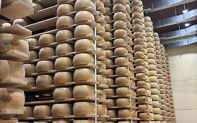 Parmesan dairy (submitted by Lisa H.)
