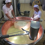 the first stage of Parmesan cheesemaking (photo by TomS)