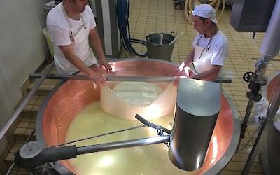 the first stage of Parmesan cheesemaking (submitted by TomS)