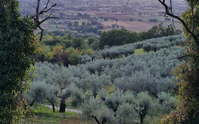 Near Assisi (submitted by max breedon)