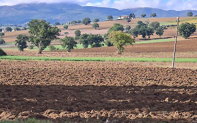 Sowing in new crops (submitted by max breedon)
