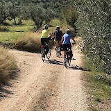 Riding through olive groves (photo by Bike man)