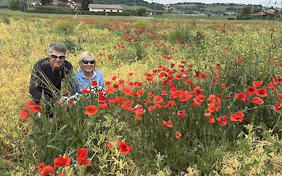 Amongst the poppy fields (submitted by Margaret W)
