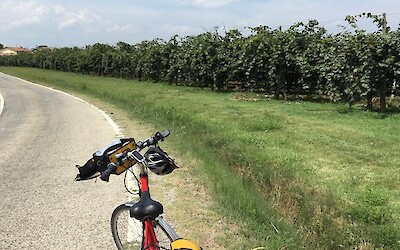 Tuscan orchards (submitted by Jim Gr)