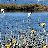 We passed several bird sanctuaries (photo by Mychelle Fitzgerald)