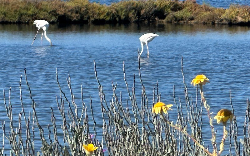We passed several bird sanctuaries (submitted by Mychelle Fitzgerald)