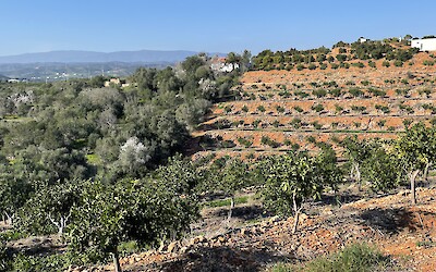 (submitted by Mark Eisenberg)