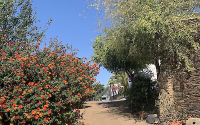 Lantana on a dirt road in a small village. (submitted by Anne Stanek)