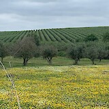 Olive trees and wild flowers (photo by Kathy Kinney Bowman)