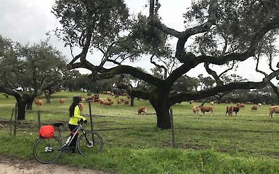 There were plenty of opportunities to say hi to the cows. (submitted by Traveling Jackie)