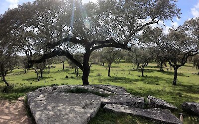 Megalithic monuments and cork trees for days <3 (submitted by Traveling Jackie)