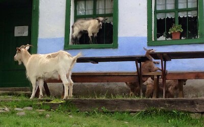 Photo 5 (submitted by JimJ)