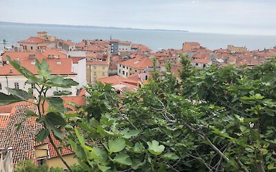 View from the Castle in Piran (submitted by GobaGirl)