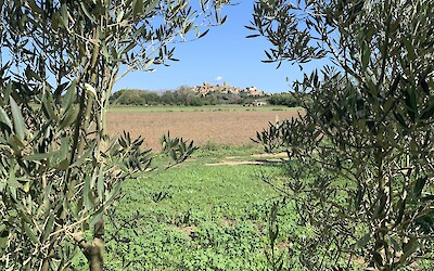 A medieval castle town on a hill as seen between olive trees. (submitted by Anne Stanek)