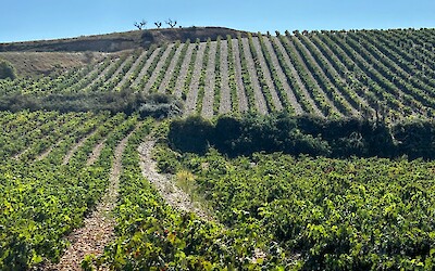 (submitted by Ronnie)