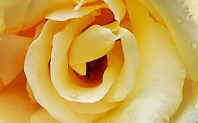 The most beautiful roses growing in the garden at our hotel in Medina de Pomar (submitted by Maria)