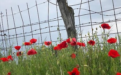 Poppies in bloom everywhere! (submitted by Maria)