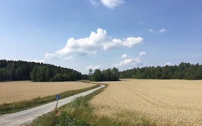 Cycling between wheat fields (submitted by RachelB)