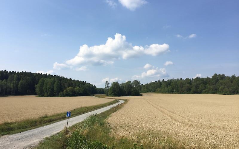 Cycling between wheat fields (submitted by RachelB)