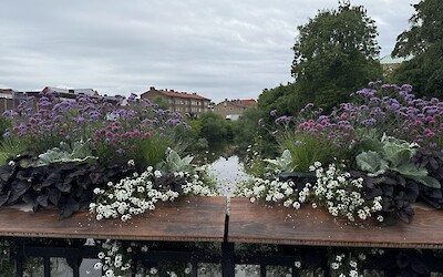 (submitted by Valerie Leifer)