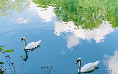 Many Swans on the River (submitted by Dusty)